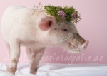 07 Schwein gehabt